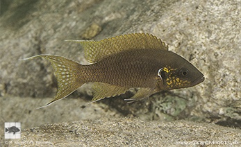 Neolamprologus brichardi 'Kapumpuli Village'